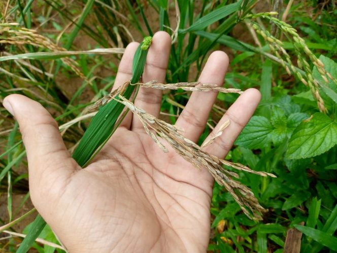 
					Gagal Panen di Kabupaten Lebak: Kemana Dinas Pertanian ?