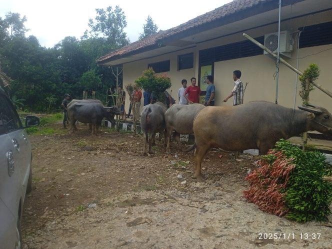 
					Pencurian kerbau ditangkap polisi di polsek saketi (Dokumentasi)