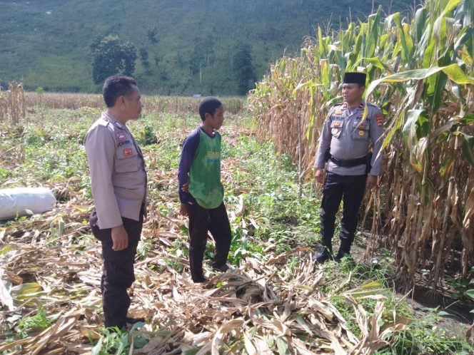 
					Lahan Petani Jagung Binaan Polsek Di Desa Manggenaeasi Bakal dilaksanakan Panen Raya