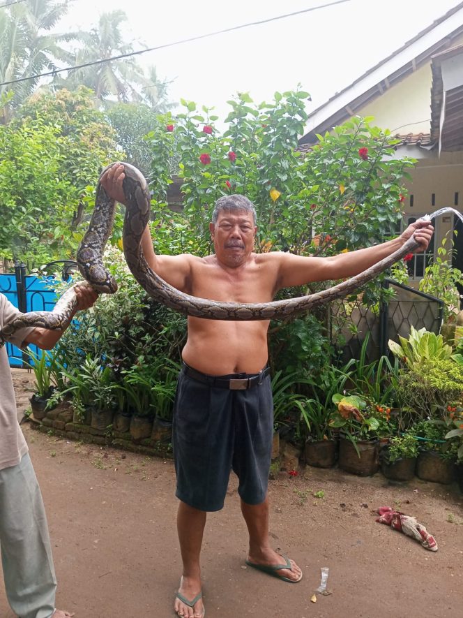 
					Evakuasi Ular Sanca Oleh Warga di Kampung Sayani