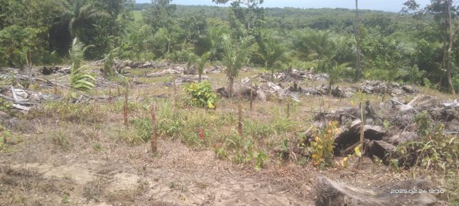
					Foto Kebun Sawit (dok/Ist)