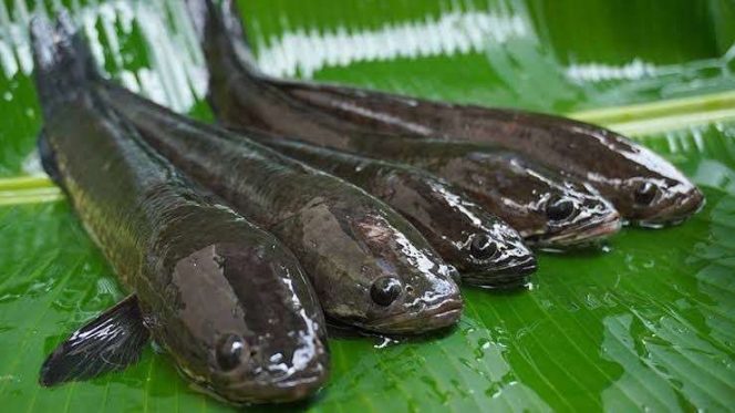 
					Ikan Gabus (Ist)