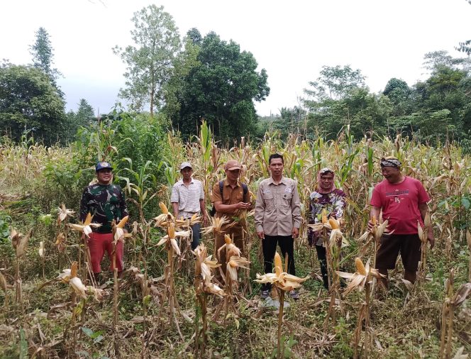 
					Gempita Pandeglang bersama dinas pertanian dan kelompok pemuda tani (dok/ist)