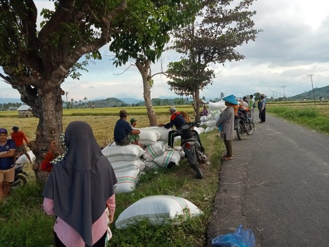 
					Petani di dompu mengeluh harha gabah dijual murah ke tengkulak (ist)