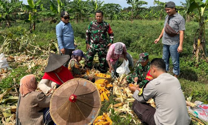 
					Kapolsek Cikedal Gelar Panen Raya Jagung, Dukung Ketahanan Pangan Nasional. (Ist)
