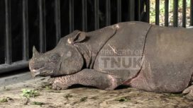 Badak Jawa Ujung Kulon Meninggal. (Dok/Ist)
