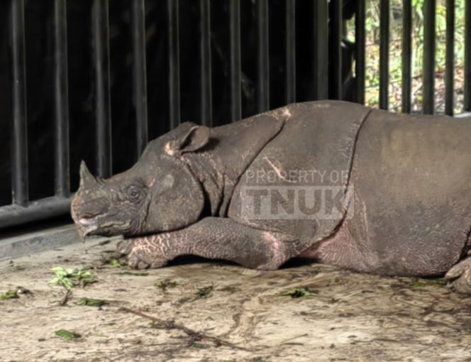 
					Badak Jawa Ujung Kulon Meninggal. (Dok/Ist)