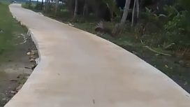 Viral, Jalan Rabat Beton Menuju Sawah Rapuh Dan Tambal Sulam. (Ist)